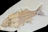 Bargain, Mioplosus Fossil Fish - Uncommon Species #85529-1